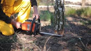 Best Arborist Consultation Services  in Arcade, GA