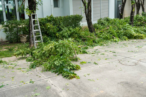 Best Fruit Tree Pruning  in Arcade, GA