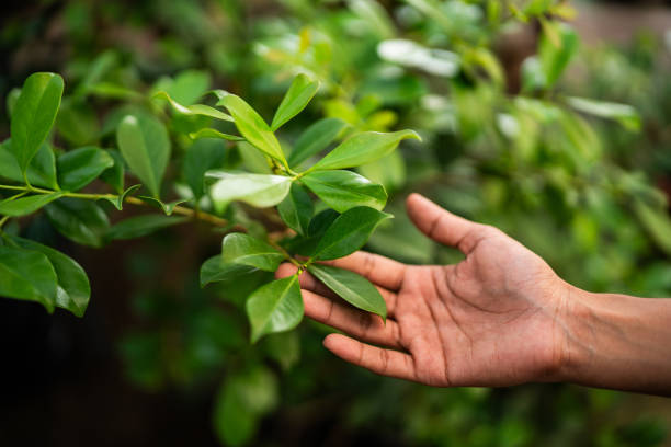 Best Tree Mulching  in Arcade, GA