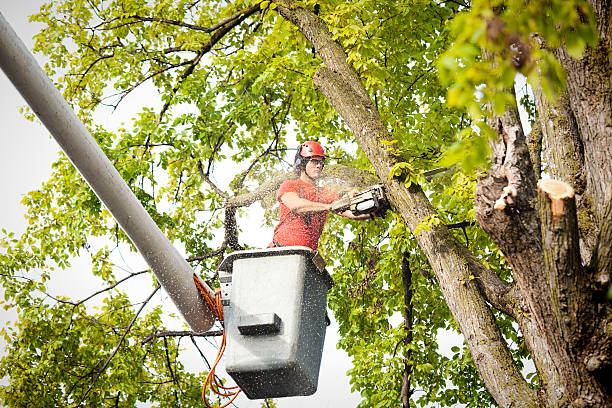 Best Commercial Tree Services  in Arcade, GA